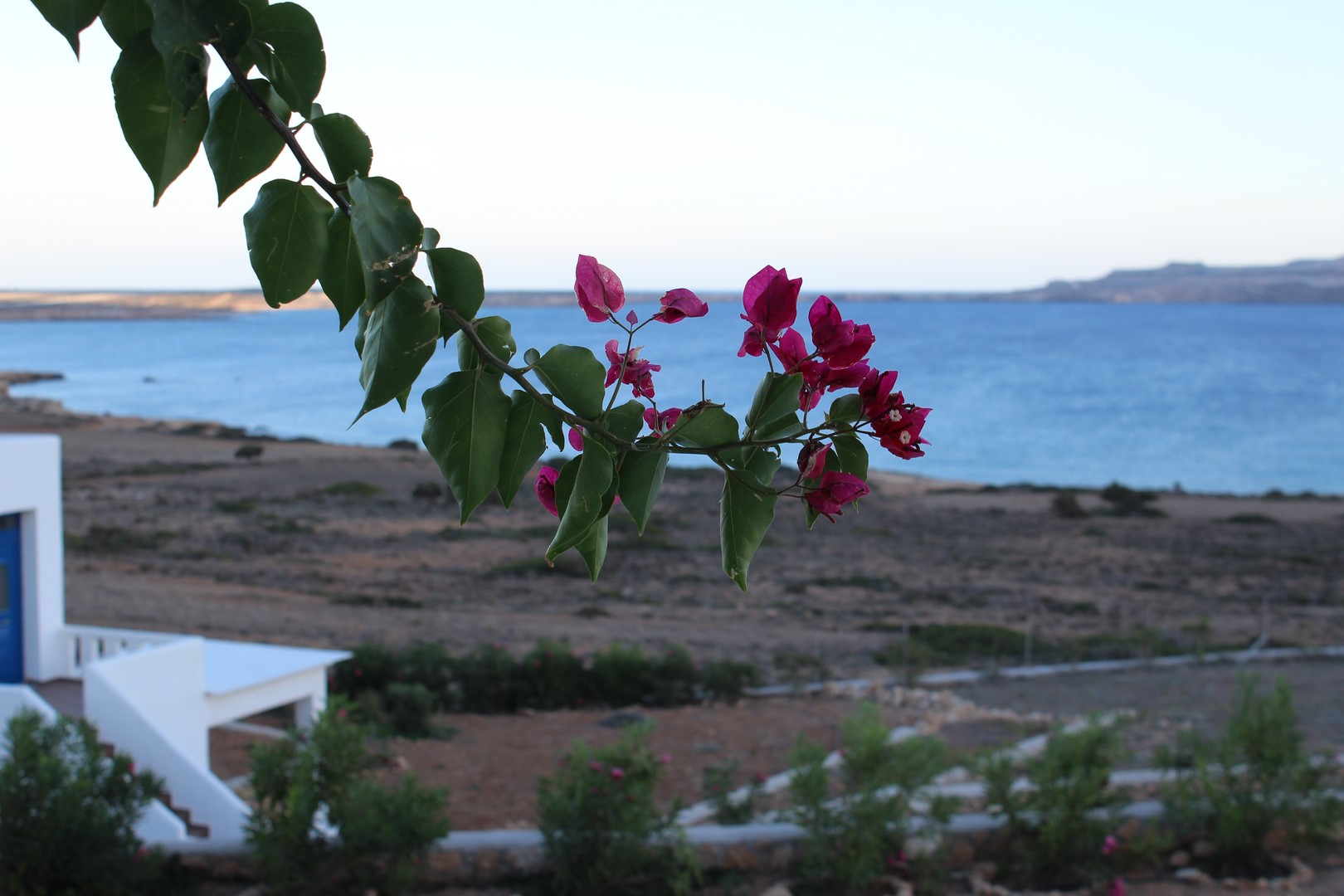 Fiori e vista mare (2)